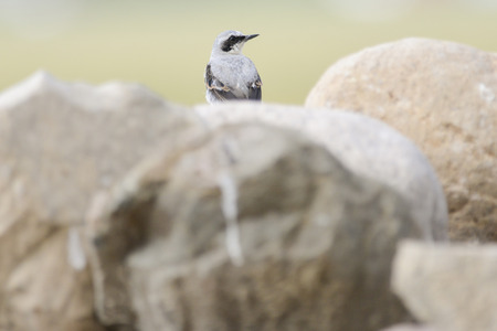 The northern wheatear or wheatear is sitting on fieldstones gathered by farmers from land. It is a stomping ground of this birdie on for building a nest.の写真素材