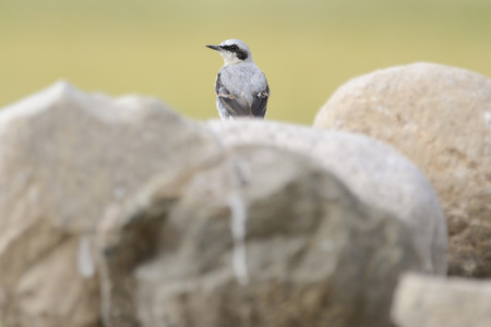 The northern wheatear or wheatear is sitting on fieldstones gathered by farmers from land. It is a stomping ground of this birdie on for building a nest.の写真素材