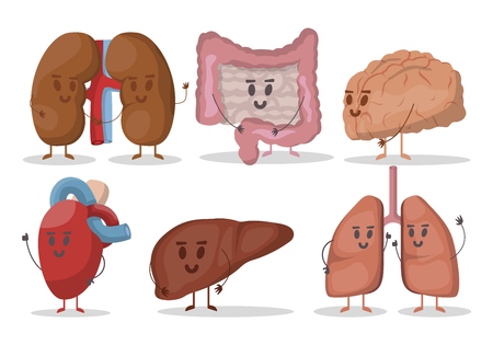 set of human internal organs illustrations. Heart, lungs, kidneys, liver, brain, stomach. Smiling characters.のイラスト素材