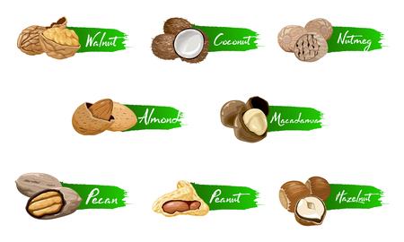 Set of named icons nuts and seeds. Nuts logo set. labels with walnut, coconut, nutmeg, hazelnut, pecan, almond, peanut, macadamia. Food symbols collection on the white background.のイラスト素材