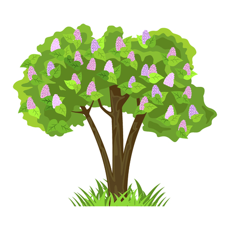 Deciduous tree in four seasons - spring, summer, autumn, winter. Nature and ecology. Natural object for landscape design or park. Cartoon style. Green tree illustration Isolated on white background.のイラスト素材