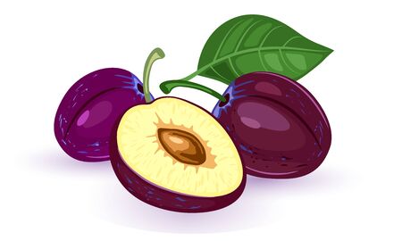 Vector image shows whole and cut ripe purple plums with brown pit and green leaf on white backgroundのイラスト素材
