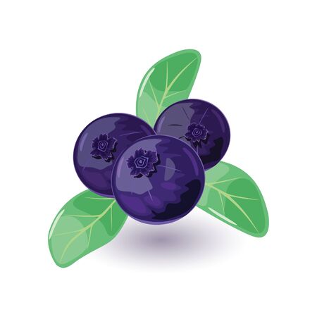 Juicy and fresh blueberry with green leaves. Sweet blue or purple colored bilberry. Huckleberry using for quick frozen, juice, jellies, jams, pies, as addictive to breakfast cereals. Cartoon icon.のイラスト素材