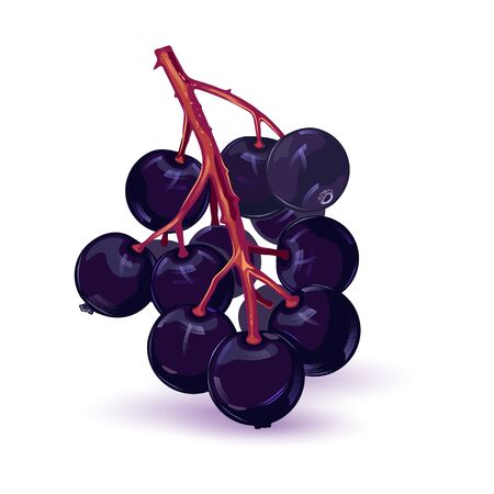 Bunch of sambucus, elderberry or elder. Fresh black berry. Forest wild berry using for syrop, juice. Ripe organic product. Vector illustration isolated on white for recipe, packing design, ads.のイラスト素材
