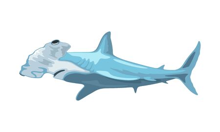 Hammerhead shark has head, which is flattened and laterally extended into hammer shape. Toothed predatory fish. Aquatic creature, beast, monster. Vector illustration isolated on white background.のイラスト素材
