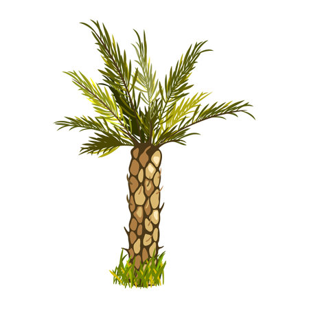 Thick stem with long green leaves, greenery, grass, nature. Vector palm tree in wild nature, tropical climate, summer oasis and botanical design isolated on white backgroundのイラスト素材