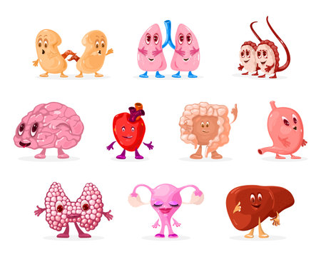 Funny collection of body organs, brain, intestine, heart, lungs, liver, thyroid gland, testicles, uterus and ovary, stomach and kidneys. Vector anatomical system isolated on white backgroundのイラスト素材
