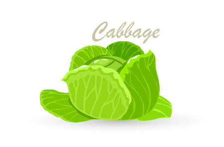 Cartoon of vegetarian vegetable with green leaves. Vector fresh farm organic healthy food, nature plant, ingredient for salad. Idea of vegan, agriculture, grocery isolated on whiteのイラスト素材