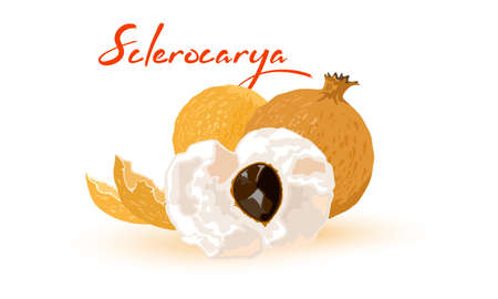 Fruit from tropical countries, juicy and sweet. Vector round shaped product with white flesh, vegetarian eating, vitaminized and healthy food idea. Isolated on white backgroundのイラスト素材