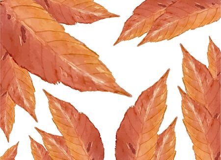 Autumn  leaves on whiteのイラスト素材