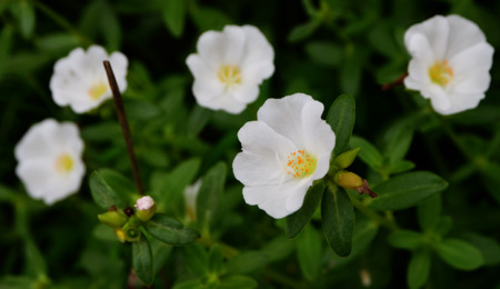 White flowering Grandiflora Wikiの写真素材
