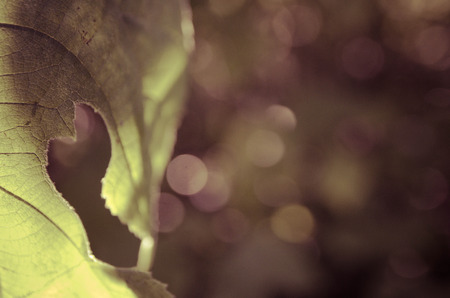 Green leaf and bokeh backgroundの写真素材