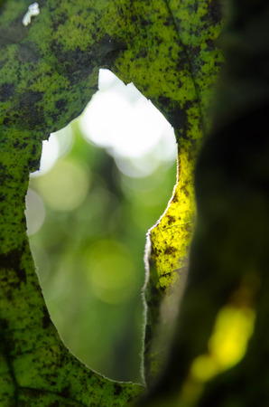 Green leaf and bokeh backgroundの写真素材