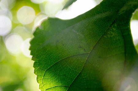 Green leaf and bokeh backgroundの写真素材