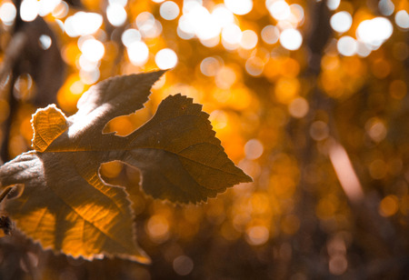 Green leaf and bokeh backgroundの写真素材