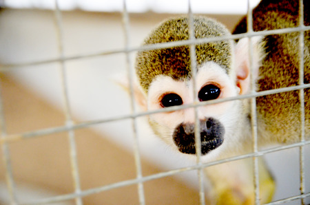 Monkey at the zooの写真素材