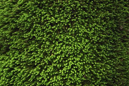 Tree moss textureの写真素材
