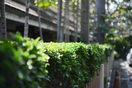 Tree on fence.の写真素材