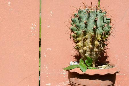Cactusの写真素材