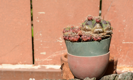 Cactusの写真素材