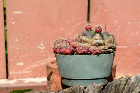 Cactusの写真素材