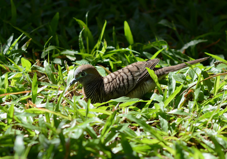 Bird in the garden.の写真素材