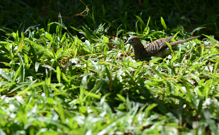 Bird in the garden.の写真素材