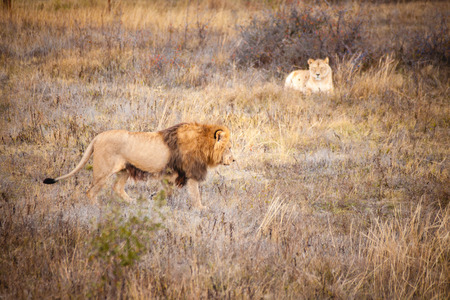 adult lions on vacation, Savannah Prideの写真素材