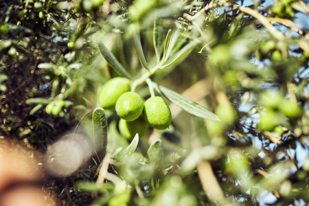 olives on a tree under a magnifying glassの写真素材