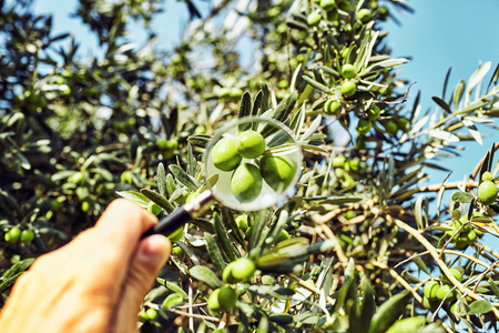 olives on a tree under a magnifying glassの写真素材