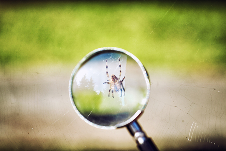 closeup of grass under magnifying glassの写真素材