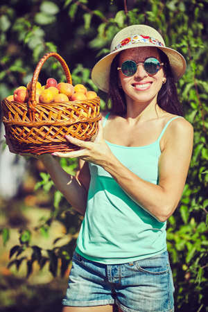 Harvest of fresh fruits of apricot on treeの写真素材