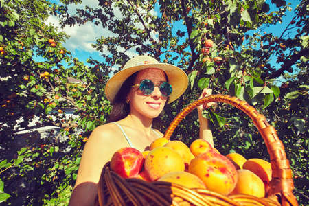 Harvest of fresh fruits of apricot on treeの写真素材