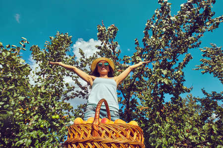 Harvest of fresh fruits of apricot on treeの写真素材