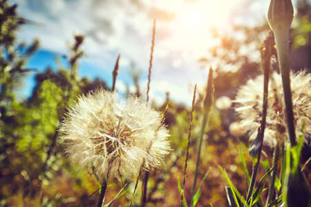 Dandelion field fluffy dandelion Part of a meadow, in the background.