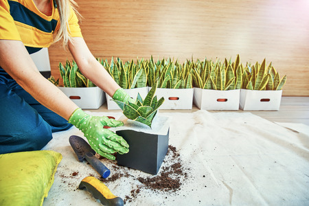 Gardener planting flowers in the garden, close up photo.