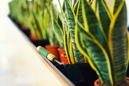 Gardening offices, planting and caring for plantsの写真素材