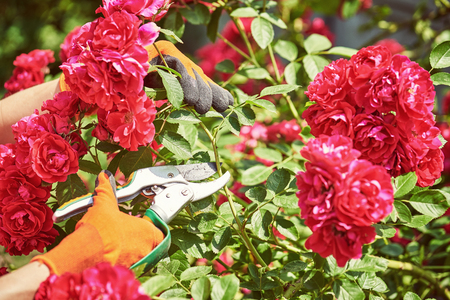 Female gardener working with hedge clippers in garden