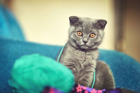 Young kitten playing with a ball of threadの写真素材