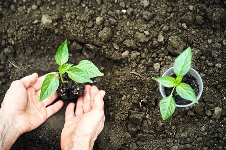 Female Hands Planting Young Plants. Garden Concept