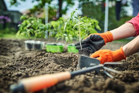 Farmer planting tomatoes seedling in organic gardenの写真素材