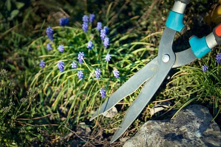 The concept of gardening, planting seedlings on the site in the spring.の写真素材