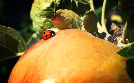 picture of a Ripe Apples in Orchard ready for harvestingの写真素材