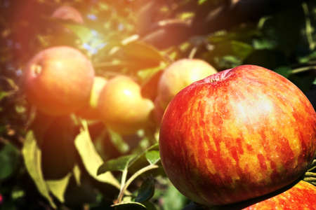 picture of a Ripe Apples in Orchard ready for harvesting