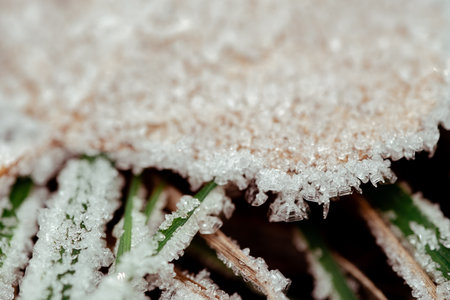 Brightly colored autumn leaves with dusting of frost