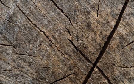 Wooden texture of a tinted color. Close up background of natural wood.