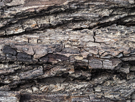 Wooden texture of a tinted color. Close up background of natural wood.