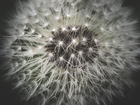 Spring and dandelions against the background of nature