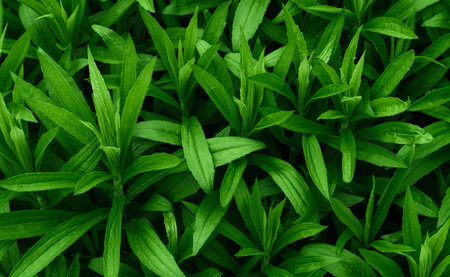 tropical leaves, abstract green leaves texture, nature background
