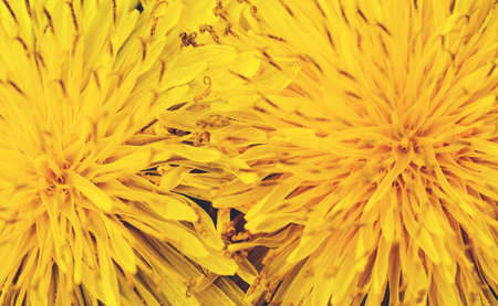 Spring and dandelions against the background of natureの写真素材